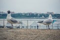 Funny seagulls on the embankment of Irkutsk, Siberia