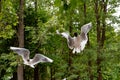 Funny seagulls in flight