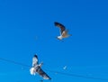 Funny Seagulls flying in the Air on blue Sky