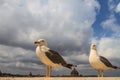 Funny Seagulls