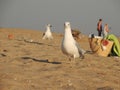 Funny seagulls walk along the beach