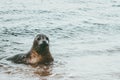 Funny Seal animal on Grenen seaside in Denmark