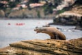 Funny Seal on a Cliff