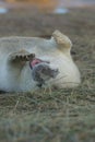 Funny seal laying on ground and yawning