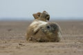 Funny seal pup laying on ground