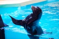 Funny seal waves his flipper in the zoo in Tenerife, Spain