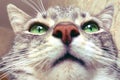 Funny selfie portrait of a cat, close-up Royalty Free Stock Photo