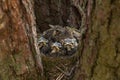 Funny serious Baby birds, chiks in a nest on tree Royalty Free Stock Photo