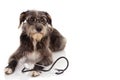 FUNNY AND SERIOUS BLACK DOG WITH STETHOSCOPE AND EYE GLASSES LYING DOWN AGAINST WHITE BACKGROUND. ISOLATED SHOT STUDIO Royalty Free Stock Photo