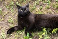 Funny serious bombay black cat portrait. Black cat lie outdoors on ground in green grass in nature Royalty Free Stock Photo