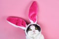 Funny cat with rabbit ears on a pink background Royalty Free Stock Photo