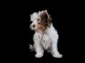 Funny shaggy biewer yorkie puppy sits and looks away on a black background. Cute baby dog posing for the camera. Concept Royalty Free Stock Photo