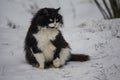 Funny shaggy cat of black and white color sits on the snow and looks out into the distance