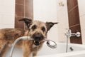 A funny shaggy dog stands in the bathtub and holds a shower in its mouth. Hygiene and care.