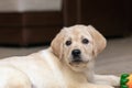 funny, shaggy Labrador puppy plays at home with rubber toy. Look ahead