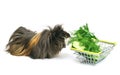 Funny shaggy sheba guinea pig eats from a shopping basket filled with purchased greens on a white background Royalty Free Stock Photo