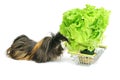 Funny shaggy sheba guinea pig eats from a shopping basket filled with purchased greens on a white background Royalty Free Stock Photo