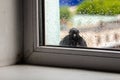 Funny shaggy wet pigeon is sitting on windowsill during summer rain Royalty Free Stock Photo