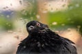 Funny shaggy wet pigeon is sitting on windowsill during summer rain Royalty Free Stock Photo