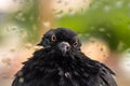 Funny shaggy wet pigeon is sitting on windowsill during summer rain