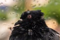 Funny shaggy wet pigeon is sitting on windowsill during summer rain Royalty Free Stock Photo