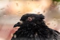 Funny shaggy wet pigeon is sitting on windowsill during summer rain Royalty Free Stock Photo