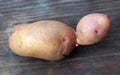 Funny shape of harvested potatoes Royalty Free Stock Photo