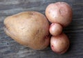 Funny shape of harvested potatoes Royalty Free Stock Photo