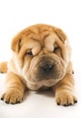 Funny shar pei puppy Royalty Free Stock Photo