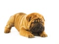 Funny shar pei puppy