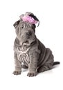 Funny sharpei puppy Royalty Free Stock Photo