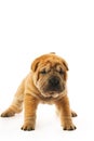 Funny sharpei puppy Royalty Free Stock Photo