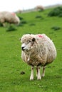 Funny sheep