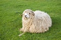 Funny sheep