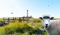 Sheep with captain`s cap and the lighthouse westerhever in the background, Schleswig-Holstein in Germany