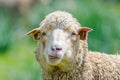 Funny sheep looking at camera Royalty Free Stock Photo