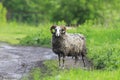 Funny sheep with matted hair standing on the road