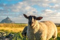 Funny sheep with Mont Saint Michel abbey on the island on background, Normandy, Northern France Royalty Free Stock Photo