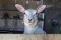 Funny sheep pop up in a barn, cross eyed, funny expression and looking surprised