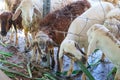 Close up sheep eating grass in the farm ,Thailand