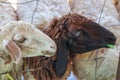 Close up sheep eating grass in the farm ,Thailand