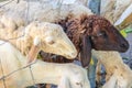 Close up sheep eating grass in the farm ,Thailand