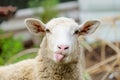 Funny sheep Royalty Free Stock Photo