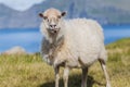 Funny sheep with tongue visible