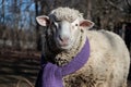 Funny Sheep Wearing a Scarf Royalty Free Stock Photo