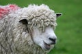 Funny sheep with wool Royalty Free Stock Photo