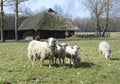 Funny sheeps