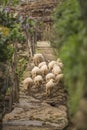 Funny sheeps walking at Covas do Rio