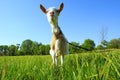 Funny shegoat in sunset Royalty Free Stock Photo