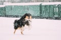 Funny Shetland Sheepdog, Sheltie, Collie Dog Playing And Fast Running Outdoor In Snow, Snowdrift. Winter Season. Playful Royalty Free Stock Photo